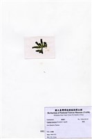 藏品(蕨藻)的圖片